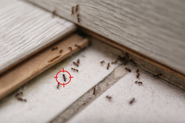 Best Pest Control for Businesses  in Simonton Lake, IN