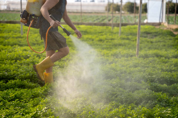 Best Affordable Pest Control Services  in Simonton Lake, IN